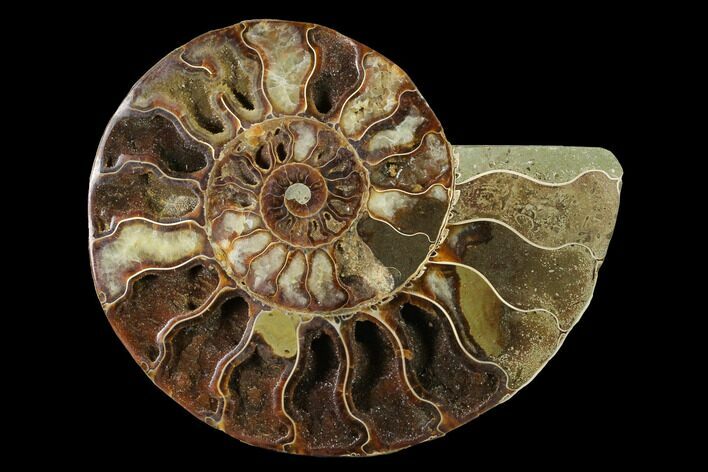 Agatized Ammonite Fossil (Half) - Madagascar #144113